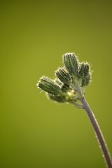 Yellow flower on a summer background meadow.