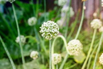 Close up of onion bloom in garden