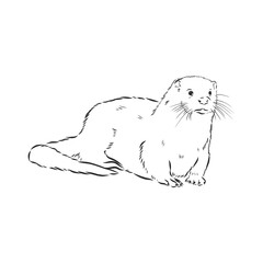 vector animal river common otter, otter, sea otter, vector sketch illustration