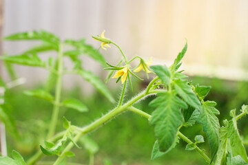 Flowering Tomatoes in a garden. Close up. Farm plants, growing