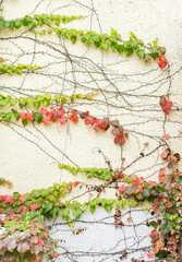 Fototapeta na wymiar Fall Ivy Creeper colorful leaves on a wall of a house