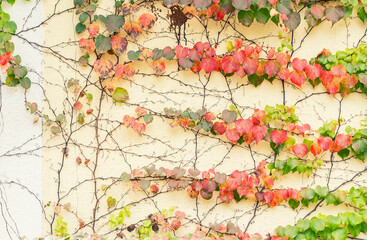 Fall Ivy Creeper colorful leaves on a wall of a house