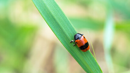 Fototapeta premium Red beetle with on black stripe on back on a leaf