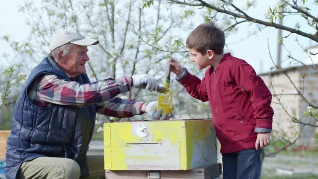 hard-working male child helps his beloved grandfather prepare old beehives for bees, an elderly man and boy paint beehives during spring season