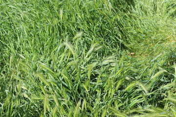 Bright green grass spikes on the spring lawn on a sunny day