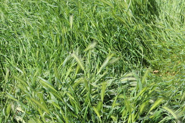 Obraz premium Bright green grass spikes on the spring lawn on a sunny day