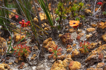 Australian wildflowers: the rare insect-eating pygmy sundew Drosera barbigera with orange flower in its natural habitat in Western Australia