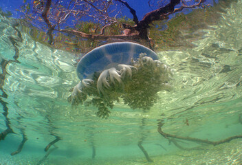 jellyfish underwater caribbean sea