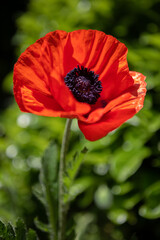 Close up of a freshly opened Red Poppy with a green background