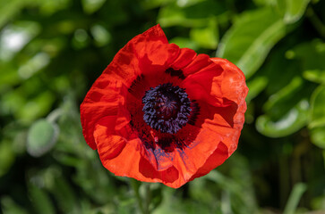 Close up of a freshly opened Red Poppy with a green background