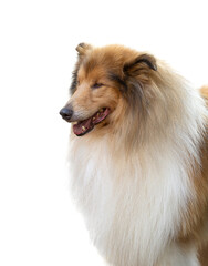 collie portrait with white background
