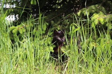 A black cat is sitting in the bright green grass.
