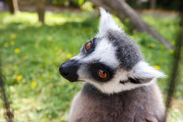 Lemur looking bored, Lemur portrait