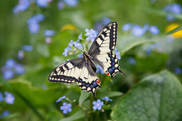 Butterfly Mahaon on a blue flower