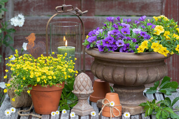 rustikale Gartendekoration mit Sommerblumen in Gelb und Lila 