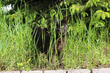 A black cat is sitting in the bright green grass.