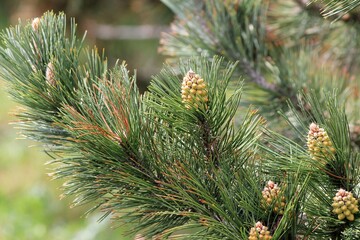 Pinus halepensis branch in the forest