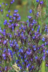 Blue Anchusa flowers in the meadow