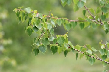 Betula populifolia branch with green leaves