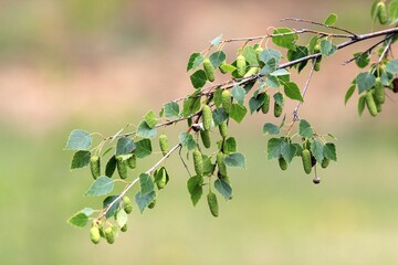Betula populifolia branch with green leaves