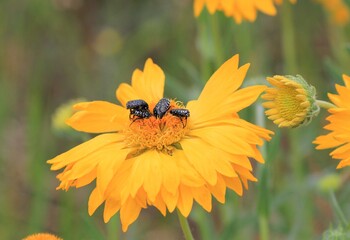 Oxythyrea funesta beetles on a yellow flower