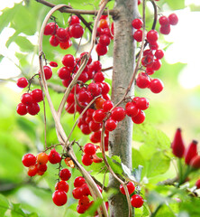 wild autumn berries