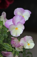 Pink pansies in the garden and