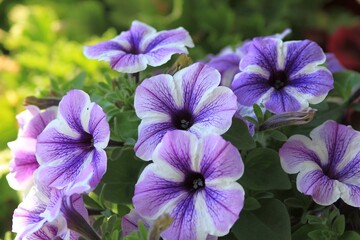 Purple petunias in the garden - obrazy, fototapety, plakaty