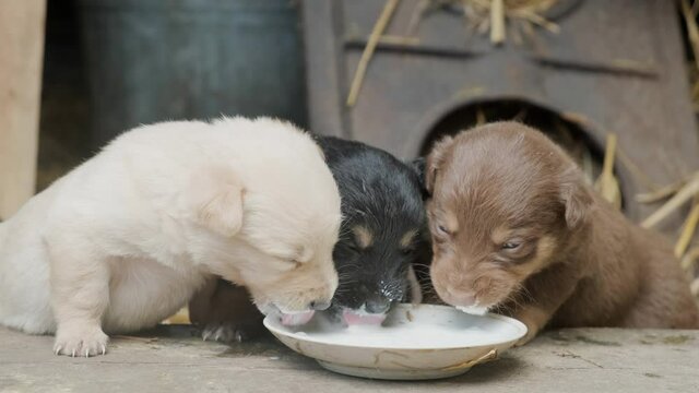 Cute puppies drink milk from one bowl. Beautiful clumsy dogs are playing. Close up