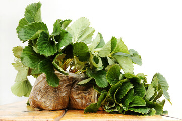 sadzonki truskawki z gołymi korzeniami, w woreczkach © Katarzyna