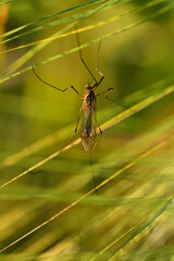 A mosquito is hidden between immature ears of grain