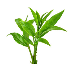 green tea leaf isolated on white background