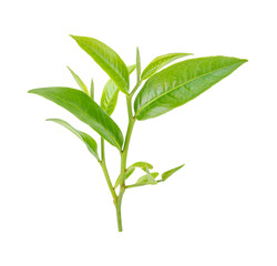Obraz premium green tea leaf isolated on white background