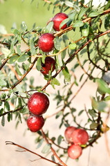mokre owoce żurawiny na gałązkach