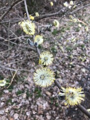 wild flowers in the forest