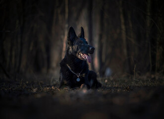black german shepherd dog in the dark woods