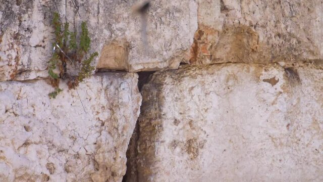 The wailing Wall (kotel,Western) Close up With Swifts Birds Flying in Slow Motion
