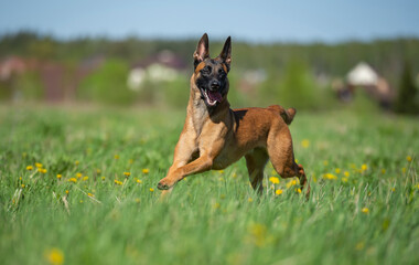 Extremely happy young belgian malinois running through green meadow