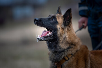 Barking long-haired belgian malinois shepherd