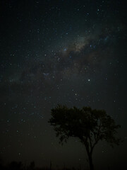 Milky Way in starry sky with tree and landscape below, timelapse sequence image 66-100
Night...