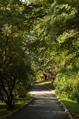 Fototapeta na wymiar path between trees in the park