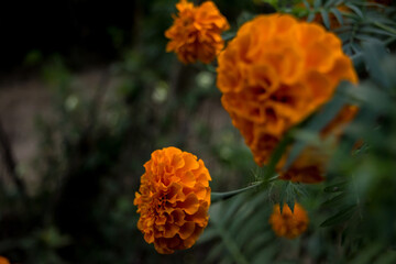 beautiful Marigold Flowers of yellow and orange color, genda phool
