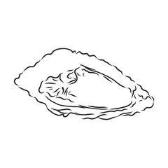 Oysters. Restaurant and gourmet seafood in one collection of hand drawn graphic elements. oyster, vector sketch illustration