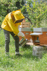 Young beekeeper in yellow protective work wear uses a smoker over the hive body to calm the carniolan honey bees in a small private apiary on a green meadow in Trentino, Italy on a warm sunny day.