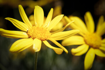 macro photograph of a yellow daisy