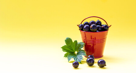 black currants with green leaves in a bucket on a colored background. Autumn card. berry harvest