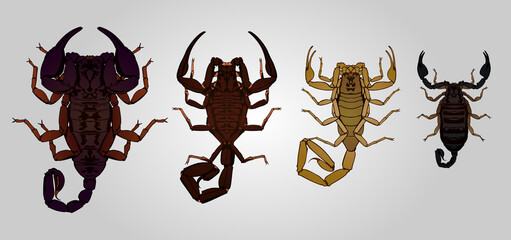 Set of 4 vector scorpions. From left to right: Emperor, Neotropical, Deathstalker and Italian scorpion.