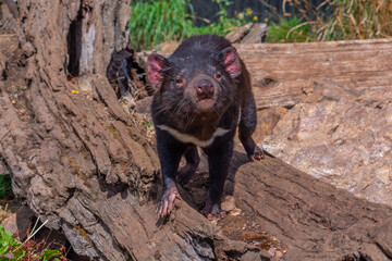 Sarcophilus harrisii known as Tasmanian devil in Australia