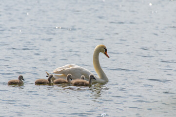 One swan (cygnus) with her swan chicks swimming on the lake