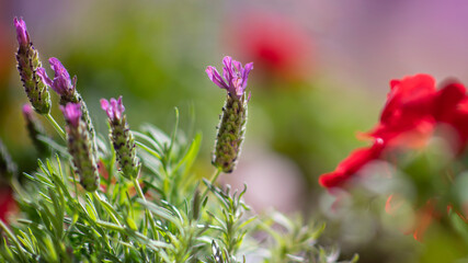 Lavender © Agnieszka